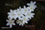Hepatica Hepatica