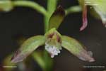 Puttyroot Orchid, Adam and Eve - Aplectrum hyemale