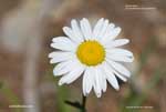 Oxeye Daisy Oxeye Daisy