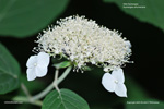 Wild Hydrangea Wild Hydrangea