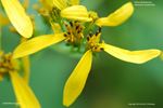 Verbesina occidentalis